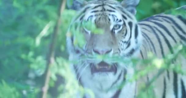 Самом Сердце Густых Джунглей Великолепный Тигр Отправляется Тайное Бродяжничество Мощное — стоковое видео