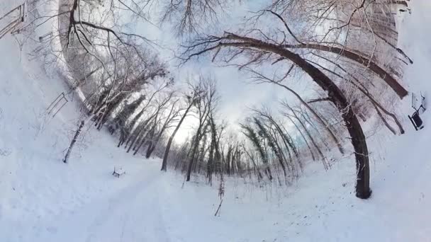 Tag Fængslende Rejse Gennem Fredfyldt Vinterskov Denne 360 Graders Virtual – Stock-video