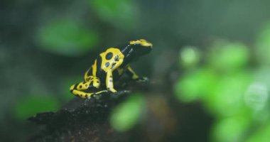 Bu video, Orta ve Güney Amerika 'nın yağmur ormanlarında bulunan küçük, parlak renkli bir kurbağa olan zehirli kurbağa Dendrobates tinctorius' un yakın çekimini gösteriyor. Kurbağa bir yaprağın üzerinde oturuyor ve...
