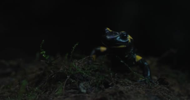 Noite Escura Uma Salamandra Fogo Lentamente Emerge Seu Esconderijo Sua — Vídeo de Stock