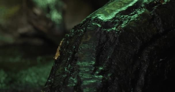 바위에 모니터 도마뱀의 클로즈업 도마뱀은 반점과 어두운 녹색이며 꼬리가 있습니다 — 비디오