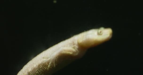 このビデオは 水中で泳ぐ大きなサラマンダーのクローズアップを示しています 幼虫は透明で 内臓が見える それは体を除去し その尾を使用して自分自身を推進することによって泳いでいます — ストック動画