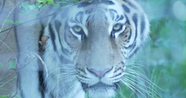Djungelns Hjärta Reser Sig Magnifik Tiger Skuggorna Dess Genomträngande Blick — Stockvideo