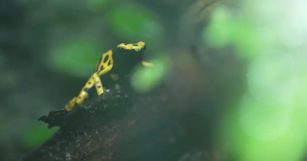 Золотая Ядовитая Лягушка Сидит Листе Тропическом Лесу Лягушка Ярко Жёлтая — стоковое видео