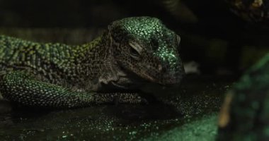 Kertenkelelerin yüz görüntüsü. Kertenkele bir kayanın üzerinde yatıyor ve gözleri kapalı. Derisi koyu yeşil ve siyah, pulları parlak. Kertenkelelerin dili uzun ve çatallıdır.