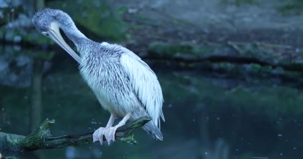 Das Video Zeigt Einen Anmutigen Weißen Pelikan Der Auf Einem — Stockvideo