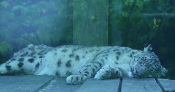 Video Ukazuje Detailní Záběr Sněžného Leoparda Spícího Dřevěné Plošině Leopard — Stock video