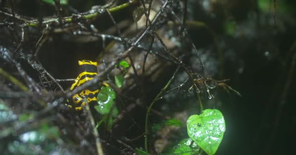 在热带雨林的一片树叶上 一只金黄色的飞镖蛙正栖息着一种可怕的植物 青蛙是一种明亮的黄色和黑色 大约有四分之一的大小 青蛙是有毒的 — 图库视频影像