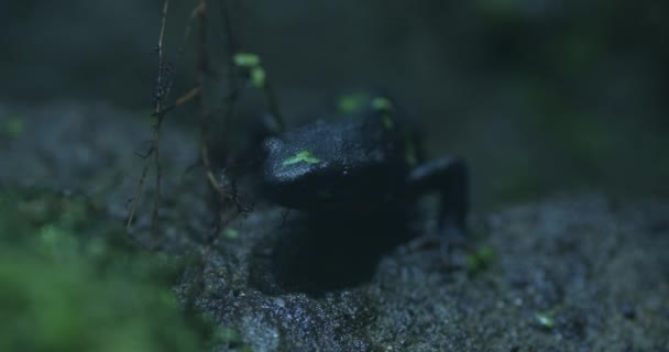 在热带雨林的中心 一个鲜为人知的小生物从阴影中出现了 来见见黑雨蛙吧 它是一种夜间两栖动物 已经适应了黑暗的环境 这只难以捉摸的青蛙 — 图库视频影像
