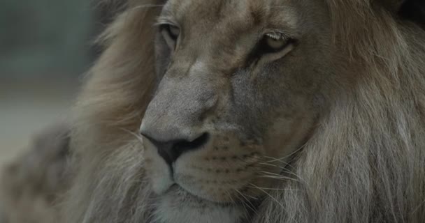 Αυτό Βίντεο Δείχνει Ένα Κοντινό Πρόσωπο Λιονταριού Λιοντάρι Κοιτάζει Την — Αρχείο Βίντεο