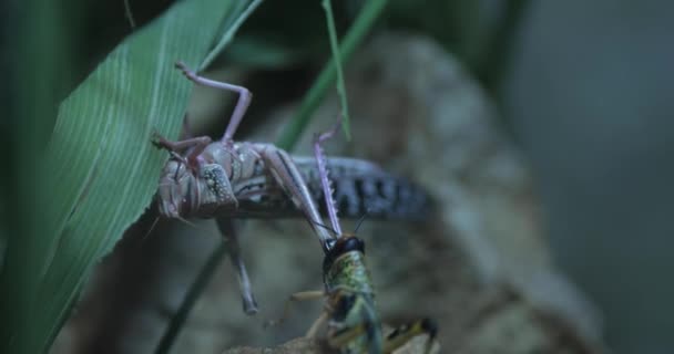 这个自然录像记录了蚱蜢脱落其外骨骼的迷人过程 蚱蜢第一次被看见是倒挂在草叶上 然后它开始扭动 — 图库视频影像