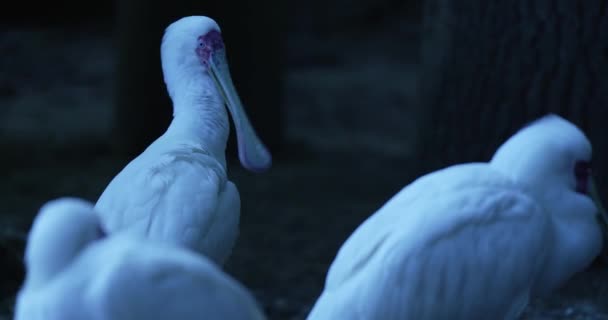 Video Muestra Tres Pájaros Blancos Oscuridad Los Pájaros Mueven Parecen — Vídeos de Stock