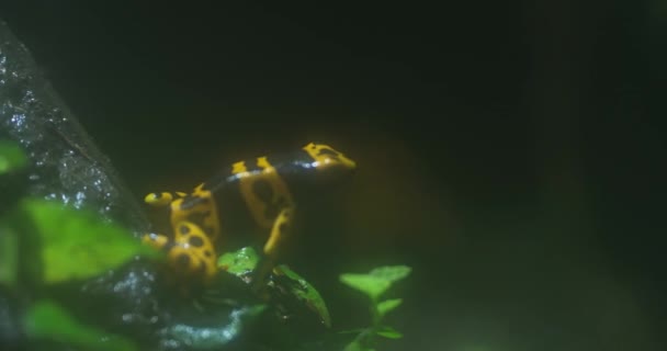 Golden Poison Dart Frog Sitting Leaf Rainforest Frog Bright Yellow — Stock Video