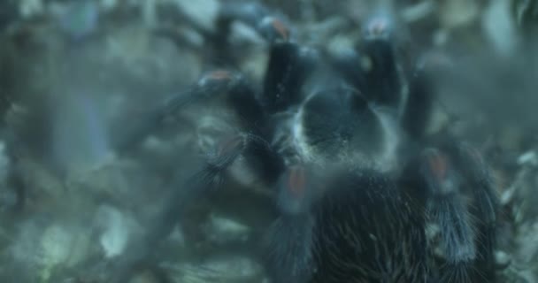 Ten Film Pokazuje Zbliżenie Tarantuli Chodzącej Szkle Zielonym Tłem Tarantula — Wideo stockowe
