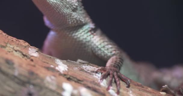 Close Lizard Branch Lizard Brown Green Long Tail Sitting Brown — Stock Video
