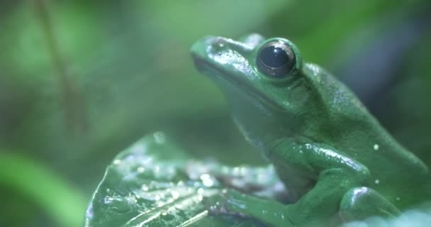 緑色のカエルが葉の上に座って周りを見回しています カエルは主に緑色で 背面には濃い緑色のマークが付いています それは大きく 黒い目と広い口を持っています 葉が大きい — ストック動画