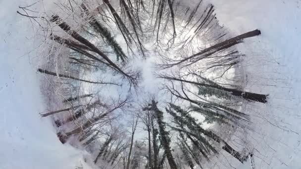 在这段360度的视频中 开始一段迷人的旅程 穿过宁静的冬季森林 沉浸在影片中的你在覆盖着积雪的树冠下进行了一次神奇的旅行 展示了 — 图库视频影像