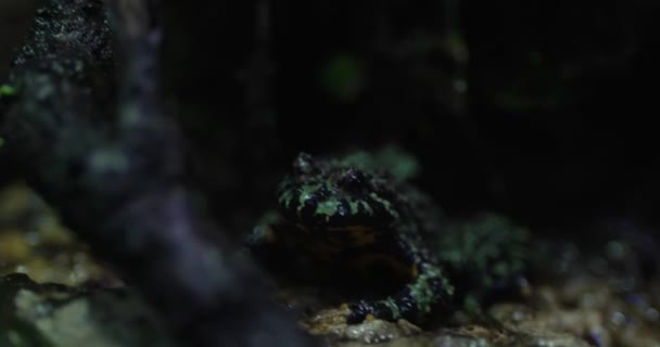 在热带雨林的中心 翡翠幕与暮色相遇的地方 有一种叫黑雨蛙的迷人生物 这种奇特的两栖动物装饰着生机勃勃的绿色 — 图库视频影像