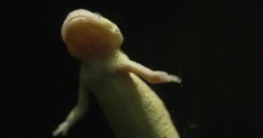 Videoda bir axolotl, Meksika kuyruklu bir amfibi, su altında yüzüyor ve nefes alıyor. axolotl, Meksika 'da Xochimil co-göllerine özgü bir gece hayvanıdır. Uzun, ince bir vücudu var.