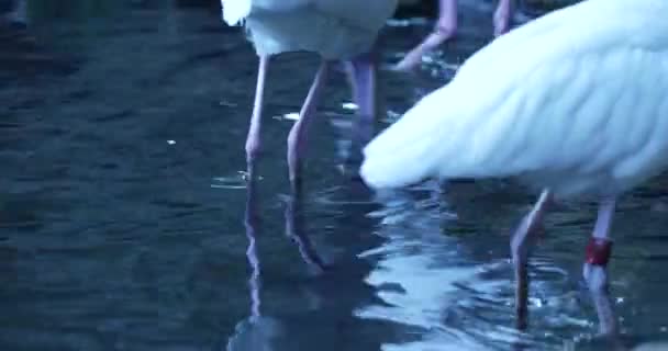 Ένα Λευκό Πουλί Μακρύ Λεπτό Ράμφος Φαίνεται Πίνει Νερό Από — Αρχείο Βίντεο