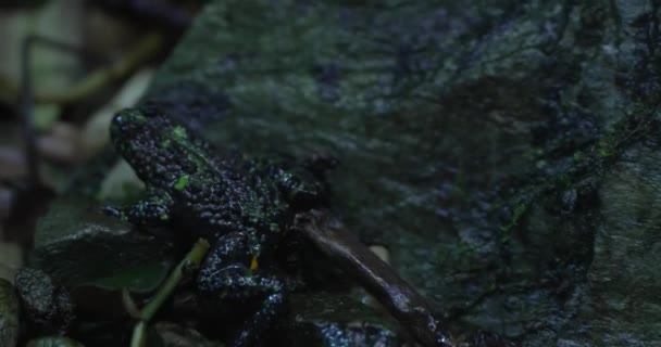 一种黑色的喷气式青蛙 背上有黄色的橙色斑纹 侧面在岩石旁边的一堆卵石上跳跃 这只青蛙体积小 大约四分之一的身躯 皮肤光滑而光泽 它在动 — 图库视频影像