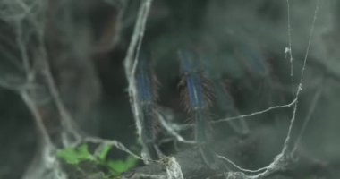 Bu video, örümcek ağında yavaşça ilerleyen mavi bir tarantulayı gösteriyor. Tarantula büyük, kıllı, mavi bacaklı ve siyah vücutlu bir örümcektir. Ördüğü bir ağda sürünüyor.