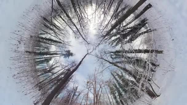 この360度のビデオで穏やかな冬の森を巡る魅惑的な旅に出かけます 没入型の映像は魅惑的な冒険にあなたを連れて行き 魅惑的な美しさを目撃することができます — ストック動画