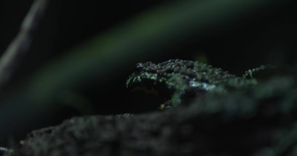 Tiny Poison Dart Frog Black Green Coloration Sitting Mossy Log — Stock Video