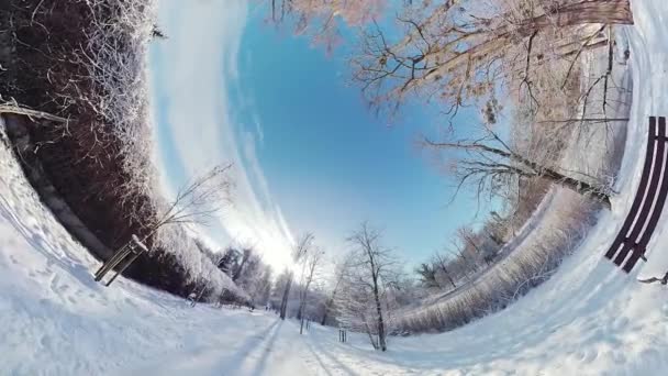 Zanurz Się Zachwycającym Pięknie Pokrytego Śniegiem Lasu Tym 360 Stopniowym — Wideo stockowe