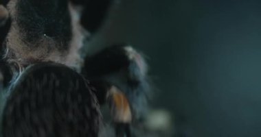 Video, camda yürüyen bir tarantulayı gösteriyor. Tarantula kahverengi ve uzun bacaklı siyahtır. Yavaşça ve kasten kameraya doğru yürüyor. Tarantula odaklandı ve...