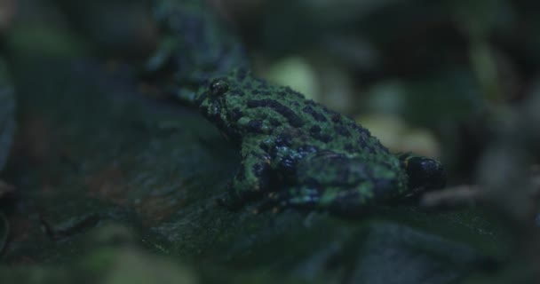 Embark Captivating Journey Hidden World Fire Bellied Toad True Wonder — Stock Video