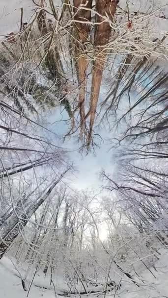 在这段360度的视频中 开始一段迷人的旅程 穿过宁静的冬季森林 这段迷人的视频带你在雪地覆盖的树冠下进行迷人的游览 捕捉了 — 图库视频影像