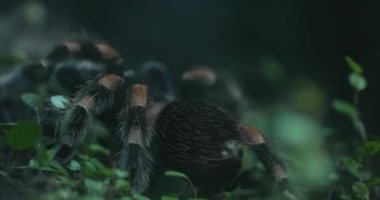Bu 4 K videosu, yağmur ormanlarındaki yemyeşil yapraklardan oluşan bir yatakta sürünen tarantula örümceğinin büyüleyici hareketlerini kaydediyor. Tarantula, benzersiz görünümünü sergileyen ana odak noktasıdır.