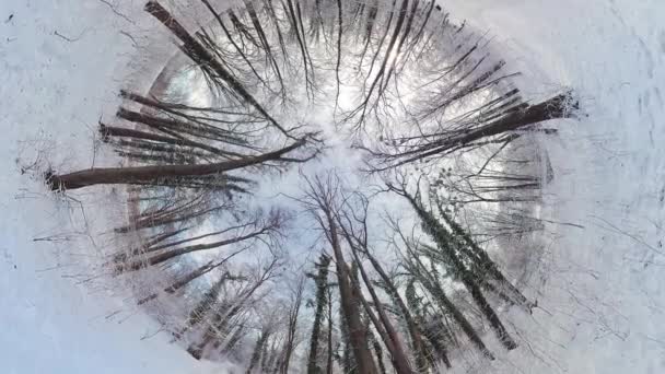Отправляйтесь Увлекательное Путешествие Безмятежному Зимнему Лесу Этом 360 Градусном Видео — стоковое видео
