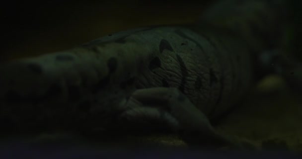 Cette Séquence Captivante Présente Axolotl Nageant Gracieusement Dans Les Profondeurs — Video