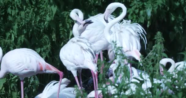 Tym Urzekającym Filmie Wkraczamy Fascynujący Świat Flamingów Pełnych Wdzięku Stworzeń — Wideo stockowe