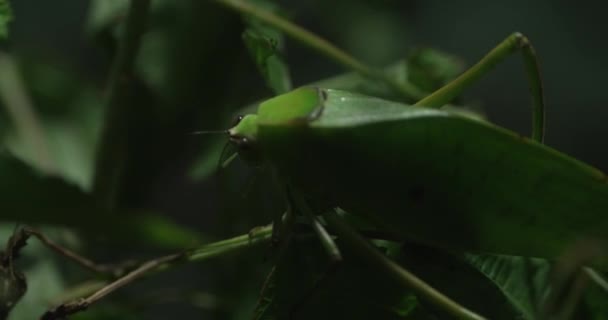 Цьому Відео Показано Зелений Лист Катаїду Зеленій Рослині Катідід Відмінно — стокове відео
