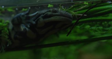 Video, bitkilerle dolu yeşil bir akvaryumda yüzen siyah beyaz bir axolotl 'u gösteriyor. axolotl, Meksika 'ya özgü bir semender türüdür. Sevilen bir hayvan olduğu için.
