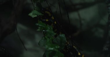 Siyah ve sarı benekli bir semender gece bir dalda sürünüyor. Semender ekranın sağına doğru yavaşça ve kasten hareket ediyor. Yeşil yapraklarla çevrili..