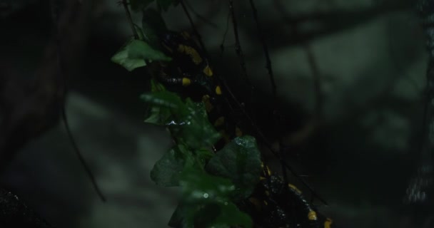 黒と黄色の斑点のある皮膚を持つサラマンダーは 夜に枝にクロールしています サラマンダーはゆっくりと意図的に画面の右側に向かって動いています 緑の葉に囲まれている — ストック動画
