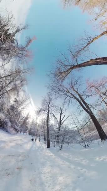 Virtuell Promenad Genom Fantastisk Vinterskog Denna Uppslukande 360 Graders Video — Stockvideo