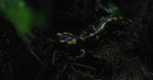 这段视频展示了一只火蛇在森林地板上爬行的特写 梭鱼是黑色的 有黄斑 体长而纤细 它正在缓慢而故意地穿过 — 图库视频影像