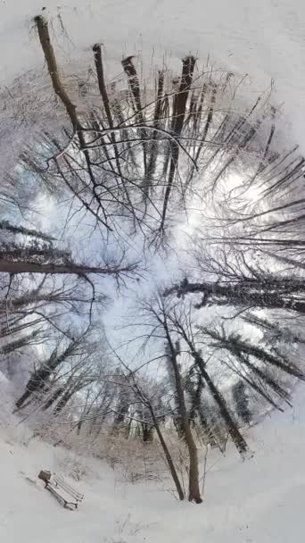 Este Video Proporciona Una Vista 360 Grados Bosque Nevado Video — Vídeos de Stock