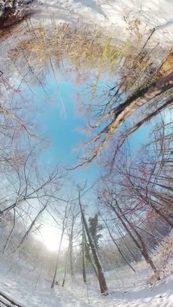 Embárcate Cautivador Viaje Través Sereno Bosque Invierno Este Video 360 — Vídeo de stock