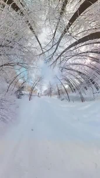 在这个迷人的360度的视频中 你沉浸在覆盖着积雪的森林的迷人的美丽之中 精致的雪花依附在光秃秃的树枝上 形成了一个神奇的冬天 — 图库视频影像