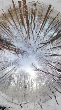 Bu video karlı bir ormanı 360 derecelik bir açıyla gösteriyor. Video zemin kattaki bir perspektiften çekildi ve karla kaplı ağaçların ve orman zemininin güzelliğini yakalıyor. Bu video...