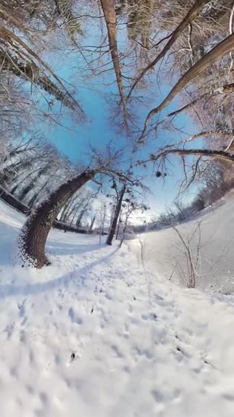Ponořte Okouzlující Krásy Zasněženého Lesa Tomto Podmanivém 360 Stupňovém Videu — Stock video