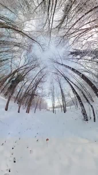 ビデオは雪の森の360度ビューです ビデオは 雪に覆われた地面と上記の木の裸の枝のビューから始まります ビデオが進むにつれて カメラは次のようになります — ストック動画