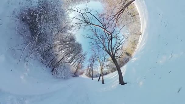 Embárcate Cautivador Viaje Través Sereno Bosque Invierno Este Video Realidad — Vídeo de stock