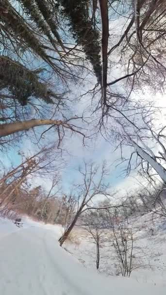 Ponořte Okouzlující Krásy Zasněžené Lesní Cesty Video Vás Vezme Poutavou — Stock video